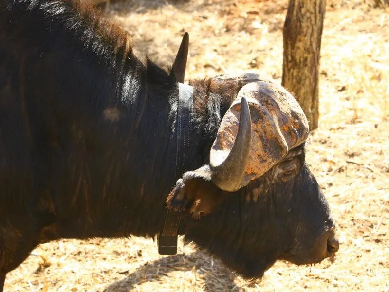 HOTEYE B1 Cape Buffalo Heavy-Duty Collar
