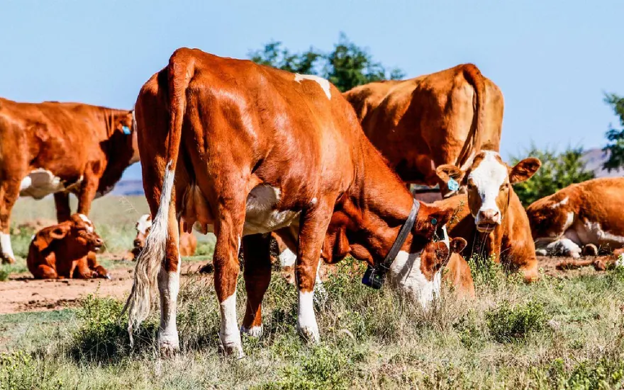 HOTEYE C1 Bovine Telemetry Collar