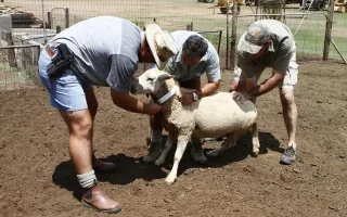 SAPS Stock Theft Unit Field Verification